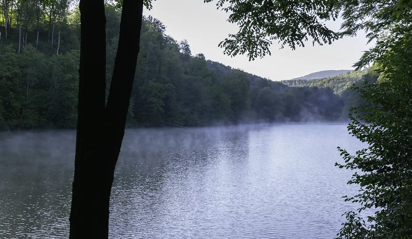 Morgenstimmung an einem See im Wald